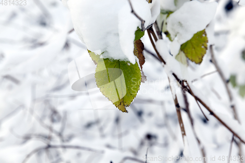 Image of young forest in winter