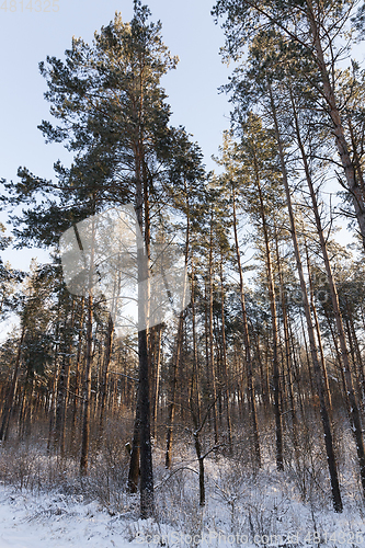 Image of Winter time of the year, close-up