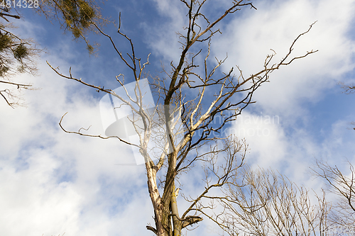 Image of Tree branches in the snow