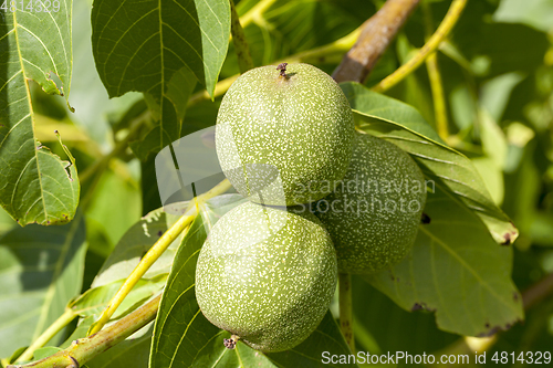 Image of Walnut on a tree