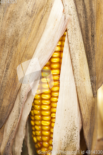 Image of Mature corn