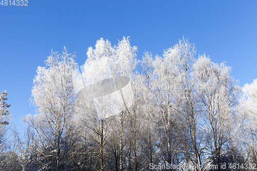 Image of Frost on the branches of trees