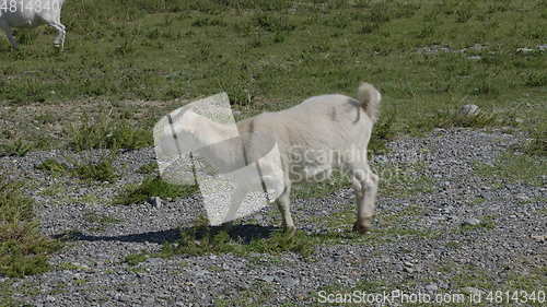 Image of Group of sheep gazing, walking and resting on a green pasture in Altai mountains. Siberia, Russia