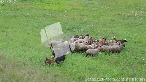 Image of Group of sheep gazing, walking and resting on a green pasture in Altai mountains. Siberia, Russia