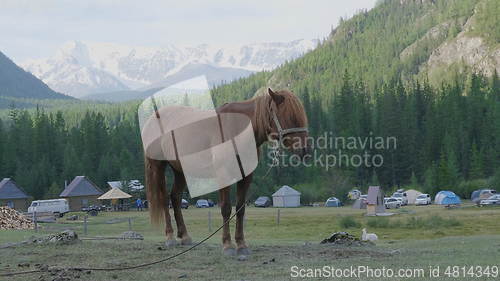 Image of Horse with foals grazing in a pasture in the Altai Mountains