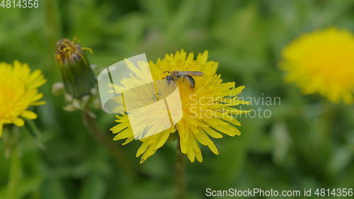 Image of A bee collecting pollen on a yellow dandelion flowers on a green field