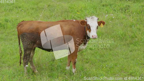 Image of Young bull-calve grazes on the green field