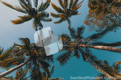 Image of coco-palm tree against blue sky