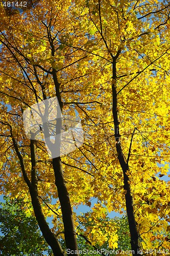 Image of Authumn forest