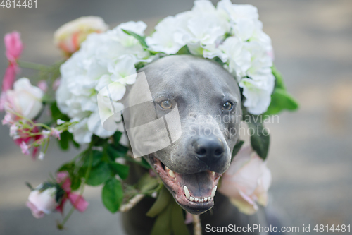 Image of thai ridgeback dog in flower wreath