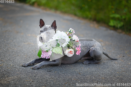 Image of thai ridgeback dog in flower wreath