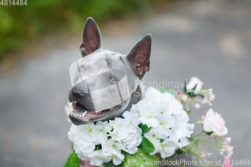 Image of thai ridgeback dog in flower wreath