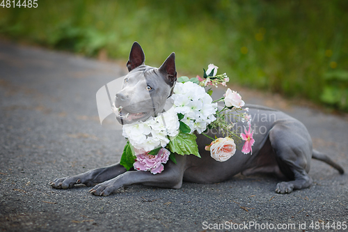 Image of thai ridgeback dog in flower wreath