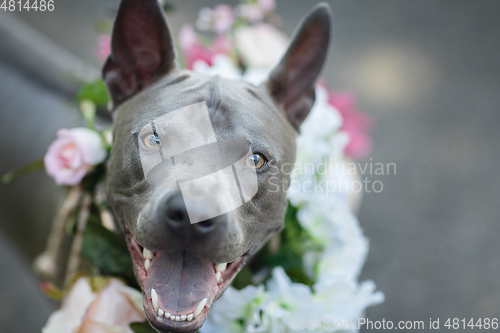 Image of thai ridgeback dog in flower wreath