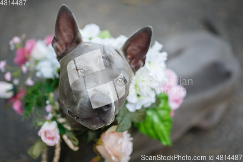 Image of thai ridgeback dog in flower wreath