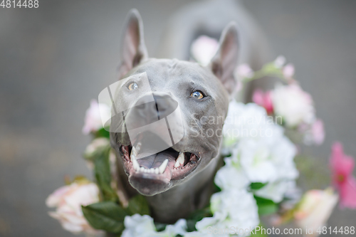 Image of thai ridgeback dog in flower wreath