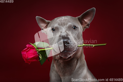 Image of dog holding rose in mouth