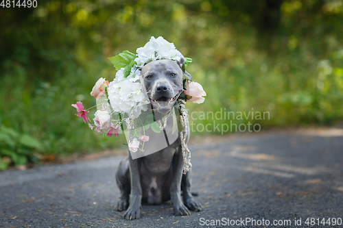 Image of thai ridgeback dog in flower wreath