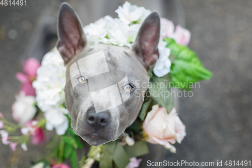 Image of thai ridgeback dog in flower wreath