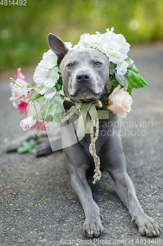 Image of thai ridgeback dog in flower wreath