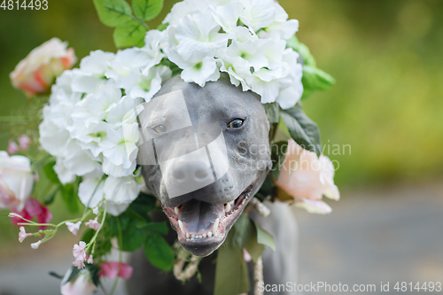 Image of thai ridgeback dog in flower wreath