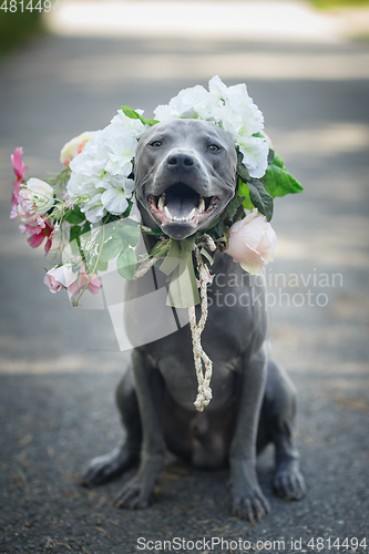 Image of thai ridgeback dog in flower wreath