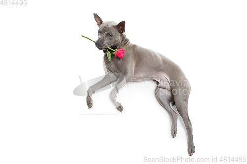 Image of dog in bowtie holding rose in mouth