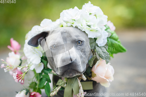 Image of thai ridgeback dog in flower wreath