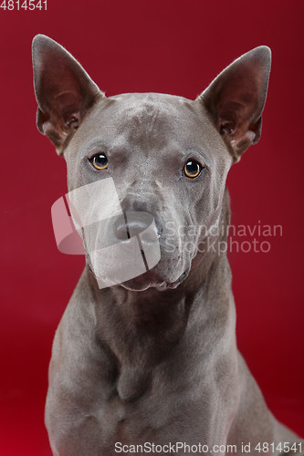 Image of thai ridgeback dog on red background