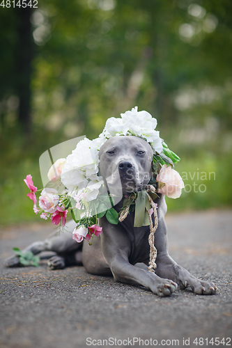 Image of thai ridgeback dog in flower wreath