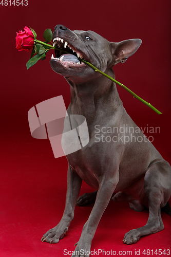 Image of dog holding rose in mouth