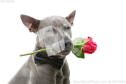 Image of dog in bowtie holding rose in mouth