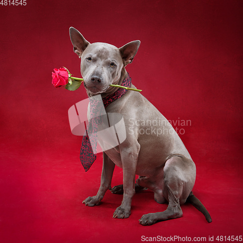 Image of beautiful thai ridgeback dog in tie holding rose flower