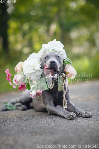 Image of thai ridgeback dog in flower wreath