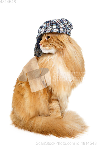 Image of beautiful maine coon cat in hat