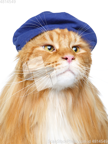 Image of beautiful maine coon cat in hat