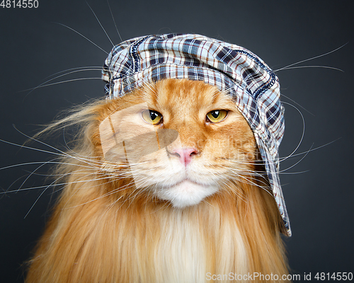 Image of beautiful maine coon cat in hat