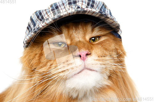 Image of beautiful maine coon cat in hat