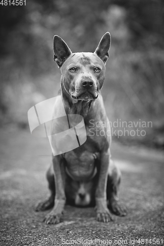 Image of thai ridgeback dog outdoors