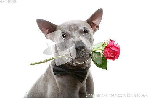 Image of dog in bowtie holding rose in mouth