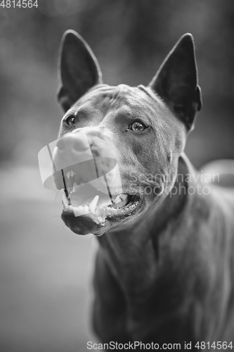 Image of thai ridgeback dog outdoors