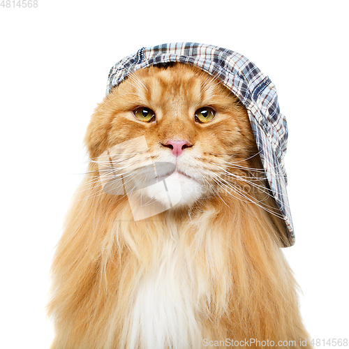 Image of beautiful maine coon cat in hat