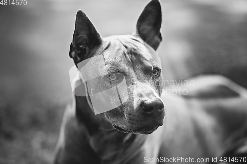 Image of thai ridgeback dog outdoors