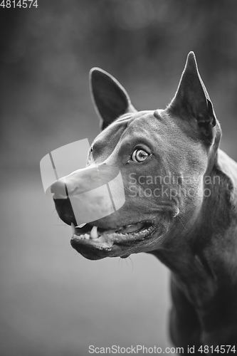 Image of thai ridgeback dog outdoors