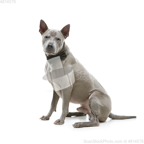 Image of beautiful thai ridgeback dog in bow tie