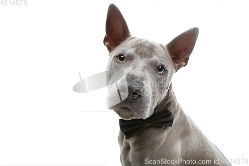 Image of beautiful thai ridgeback dog in bow tie