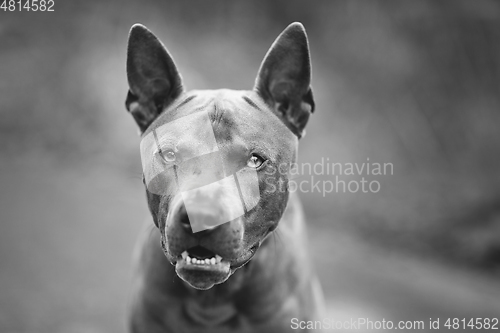 Image of thai ridgeback dog outdoors