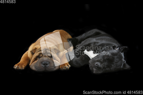 Image of beautiful two puppy dogs sleeping