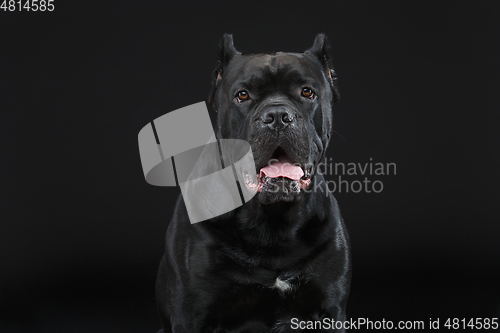 Image of beautiful cane corso dog