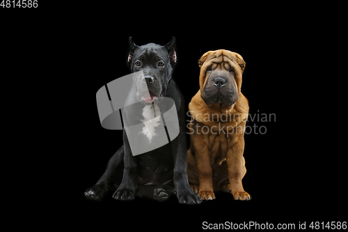 Image of beautiful two puppy dogs